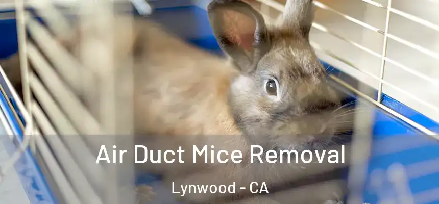 Air Duct Mice Removal Lynwood - CA